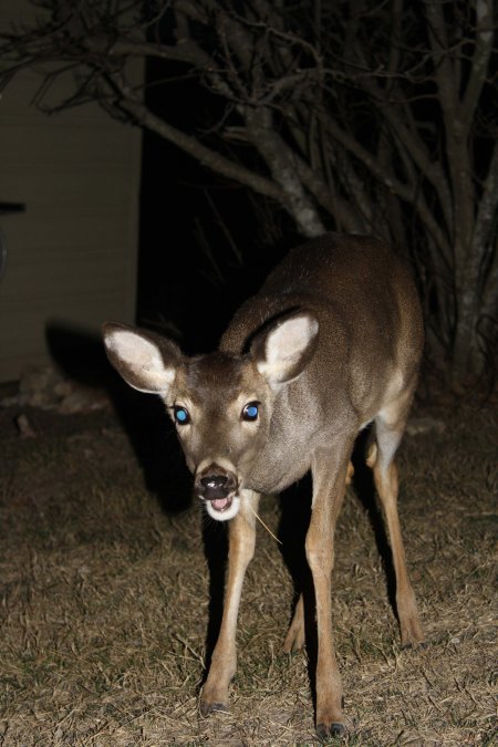 A small whitetail deer in Pipe Creek, TX