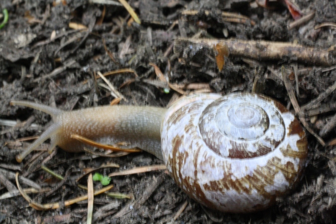 A WA state garden snail