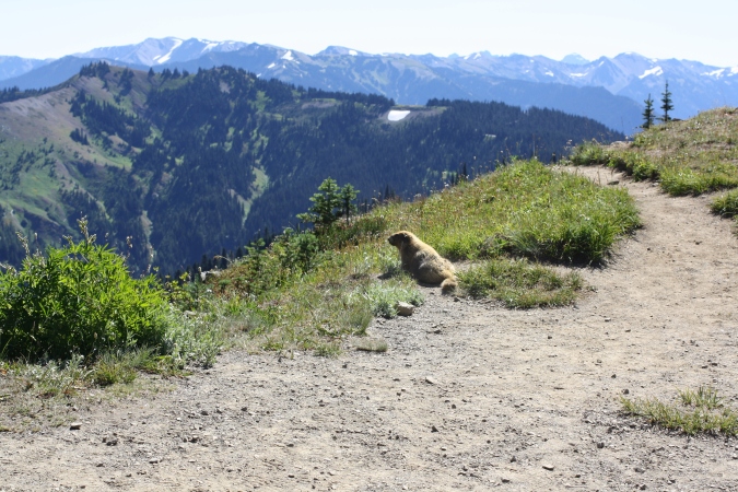 A marmot enjoying the view of the Olympic mountains