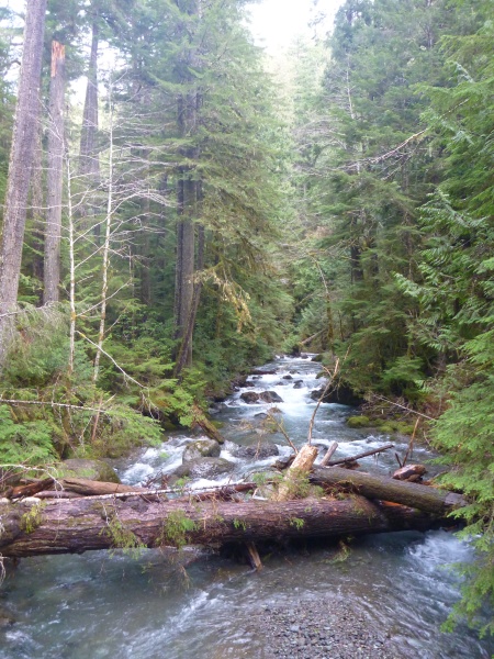 Lower Big Quilcene River, Olympic National Forest