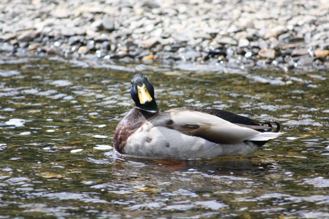 A curious duck at Upper Lake in the Glendalough Valley, Wicklow Mountains National Park, Ireland