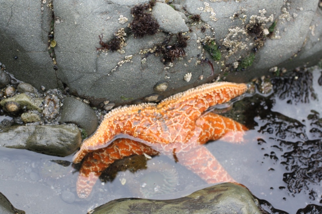 A seastar in a tidepool under the hole in the Wall sea arch at Rialto Beach, Olympic National Park, WA